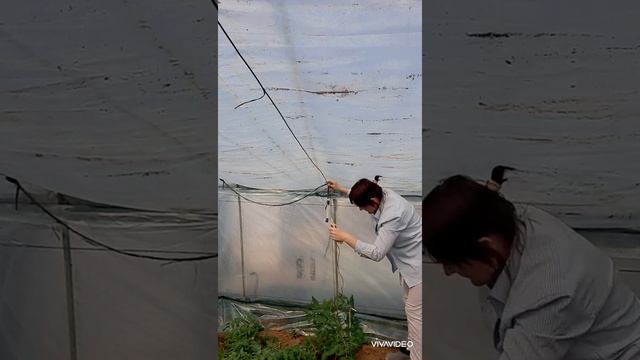 Томаты после высадки. Подвязка. смотреть онлайн