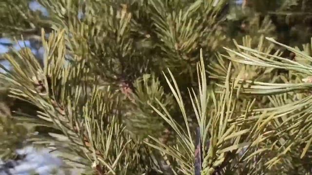 КАС -81 заготовка почек сосны смотреть онлайн