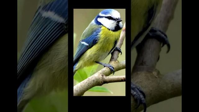 Пение Лазоревки (Cyanistes caeruleus)