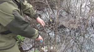 ПРИВИВАЕМ АБРИКОС