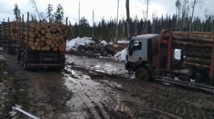 Ивеко лесовоз