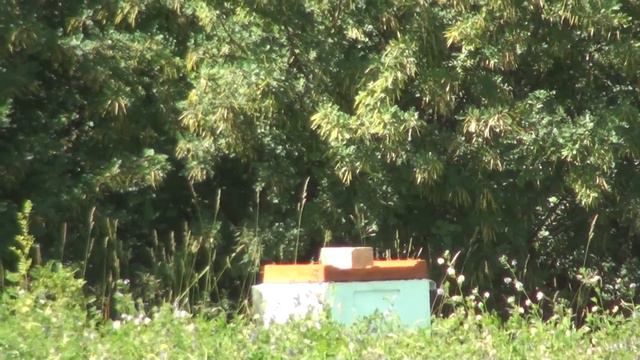 кочевка медосбор с люцерны и донника смотреть онлайн