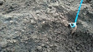 ПОСАДКА ОГУРЦОВ "ЁЛОЧКОЙ". НА 1 кв.м - 8 огурцов