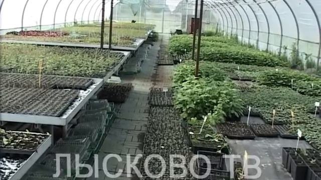 2017 06 17 САЖЕНЦЫ В ПЛОДОПИТОМНИКЕ