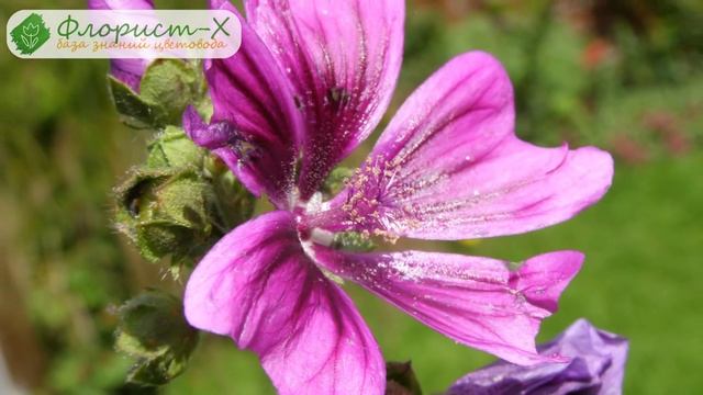 Цветок мальва – посадка и уход, выращивание мальвы из семян смотреть онлайн