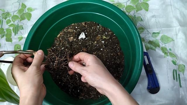 филодендрон краснеющий  пересадка растений  грунт