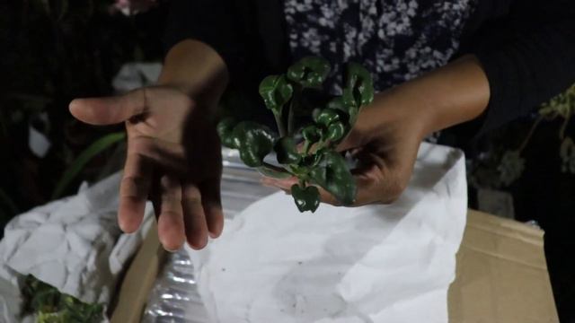 Sorpresa🥰Desde🎁San Lorenzo Puerto🇵🇷Rico смотреть онлайн