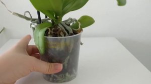 Орхидея пелор Hornglin Vicky