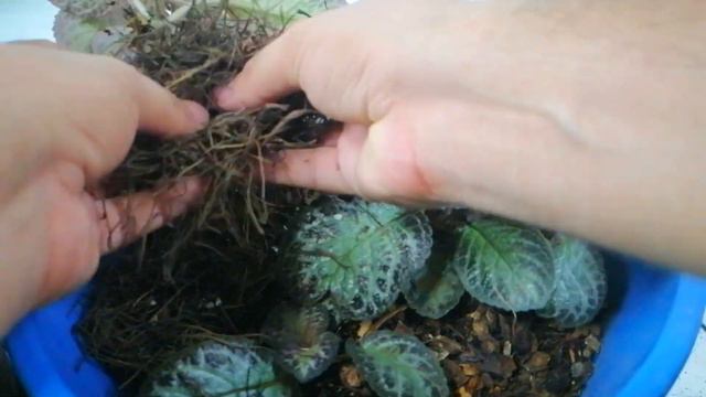 espicias cuidados CHUYITO JARDINERO смотреть онлайн