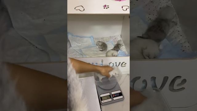 Взвешивание новорожденных котят, подробно смотреть онлайн