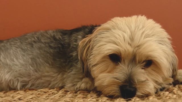 Приколы с животными. Смешные собаки. Приколы. Юмор.Прикольные собаки.Дрессировка собак.funnydogs смотреть онлайн