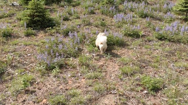 Pekingese smells flowers again смотреть онлайн