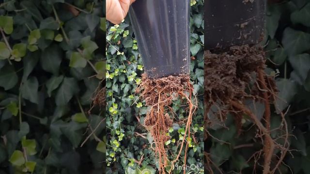 МОЖНО ЛИ ПЕРЕСАЖИВАТЬ КЛЕМАТИС?