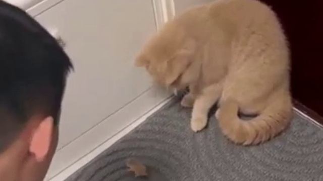 кот боится мыши смотреть онлайн