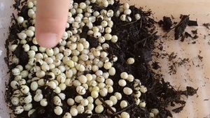 АХАТИНЫ. Вылупление улиток из яиц.