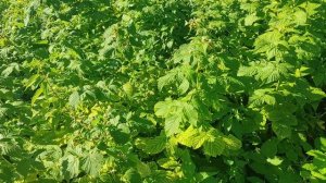 Урожайный Огород Адэлита Малина кустовая Плодить до глубокой осени Ремонтатная Одинцово