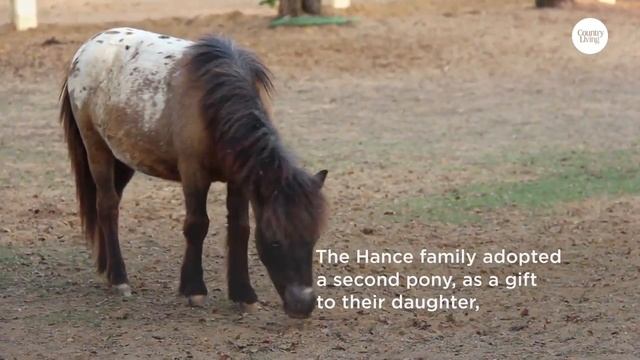 Семья выкупает пони, которых собирались отправить на бойню. Теперь пони живут в отличных условиях смотреть онлайн