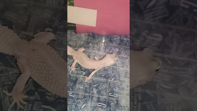 Кормление красотки Зефирки. смотреть онлайн