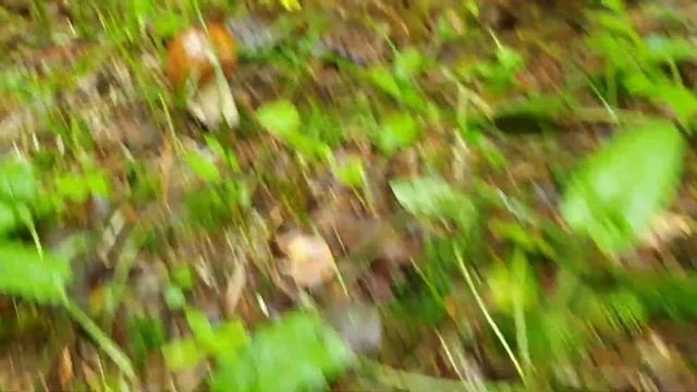 Очень мокрый лес и подарки из Совиного Дола. смотреть онлайн