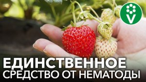 СПАСИТЕ ОГУРЦЫ И КЛУБНИКУ ОТ СТРАШНЕЙШЕГО ВРЕДИТЕЛЯ - НЕМАТОДЫ!