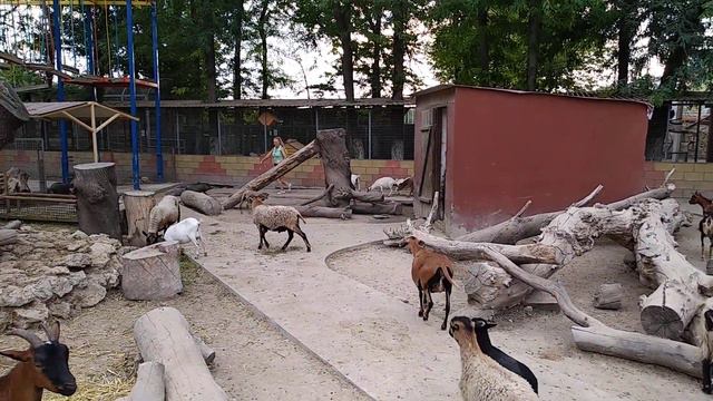 Парк миниатюр - козы смотреть онлайн