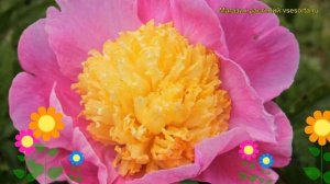 Пион молочноцветковый Мистер Дж.Ф.Эмерик. Краткий обзор paeonia lactiflora Mr. G.F. Hemerik