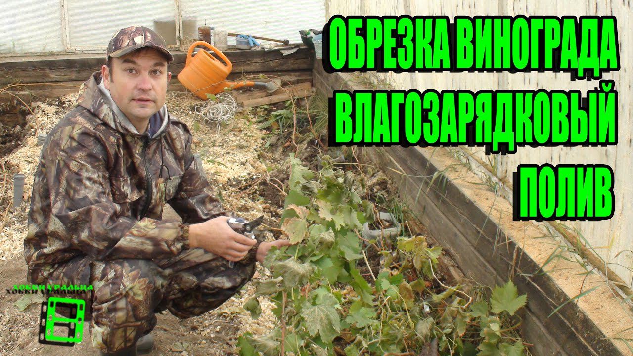 ОБРЕЗКА ВИНОГРАДА. ВЛАГОЗАРЯДКОВЫЙ ПОЛИВ. ПОДГОТОВКА ВИНОГРАДНИКА К ЗИМЕ. СЕВЕРНЫЙ ВИНОГРАДНИК С "0"