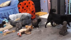 Топ Семйка ЧИХУА *** ЧАСТЬ 2 *** Общение с собакой-мамой, учимся самостоятельности*** Chivava puppy