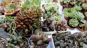 Адромискус.Виды. Уход.