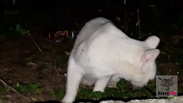 Красивая белая кошка Снежок впервые пробует приманку для рыбы. Аппетит отменный! смотреть онлайн