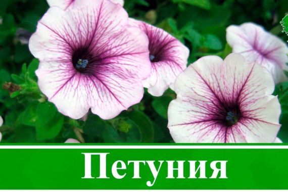 Как сажать петунию.