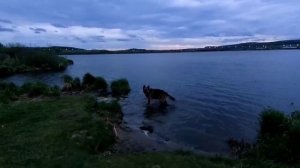 Выходные глазами собаки