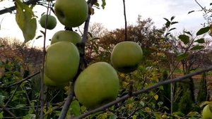 Характеристика сорту Ренет Семеренко