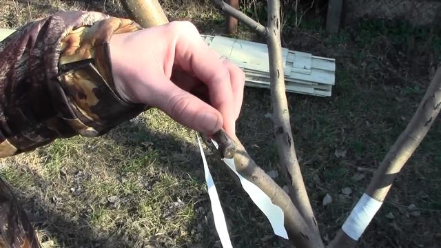 окулировка яблони