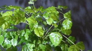 Бонсай Радермахера китайская (Radermachera sinica)