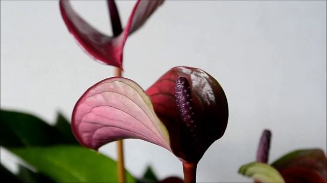 Антуриум Karma Purple (Cirano) смотреть онлайн