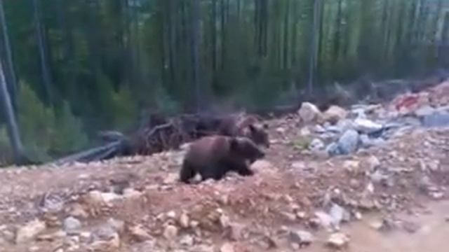 медведи после спячки смотреть онлайн