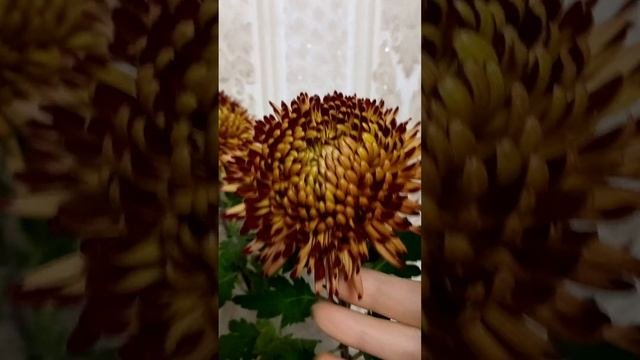 Горшечные крупноцветковые хризантемы