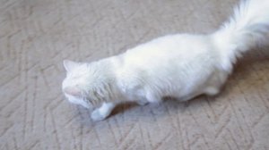 Свадьба в стиле Love is - утренние сборы жениха и невесты