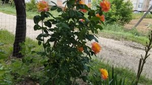 Сорт розы Восточный Экспрес-рослая и Яркая и небольшой обзор роз соседки 10 июня 2021 года