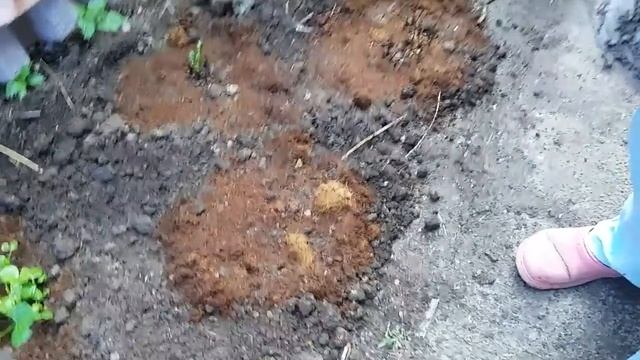 Пересадка Бузульника