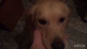 Натуральное питание собак! Одно из кормлений собак!