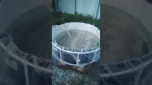 Бассейн из ПВХ труб