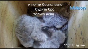 Совята в гнезде