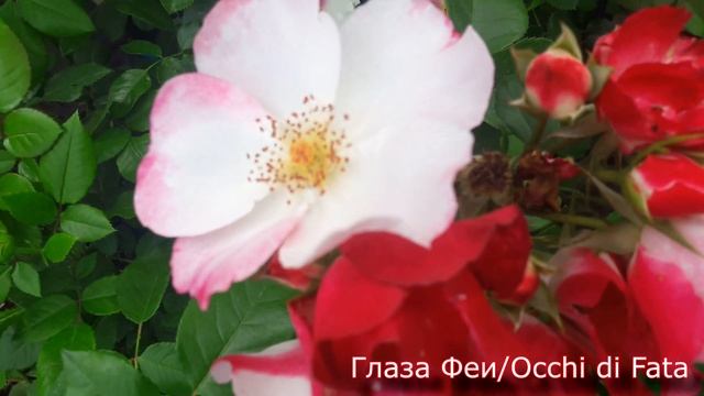 Мускусные и персидские розы в Питомнике роз от Татьяны. Внешний вид саженцев. Цветения. смотреть онлайн