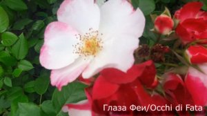 Мускусные и персидские розы в Питомнике роз от Татьяны. Внешний вид саженцев. Цветения.