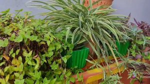 20+Plants with names for your garden||September overview of my garden!!!