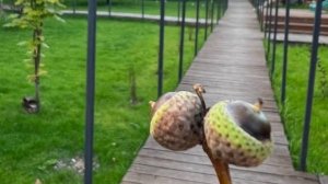 Независимый обзор Глэмпинг Желуди