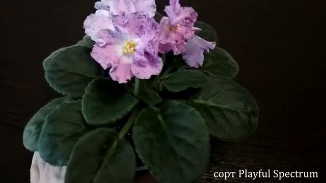 Playful Spectrum смотреть онлайн