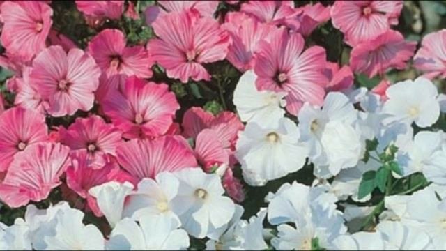 Неприхотливые цветы  для вашей клумбы